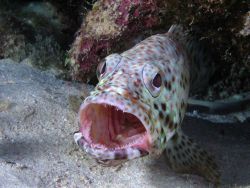 Potato grouper taken around St Johns, Red Sea by Paul Spiers 